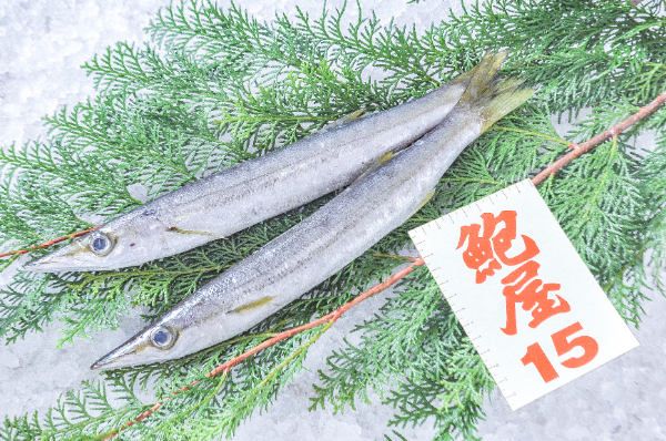 鮑屋　アカカマス（神奈川県小田原産）