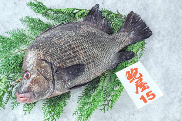 ヒゲダイ（定置網）