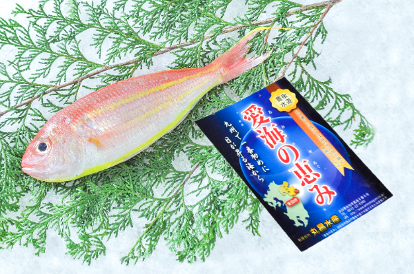ソコイトヨリ（定置網）