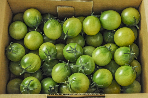 ミニトマト（あまえぎみ）（グリーン）（2L）（箱）1kg