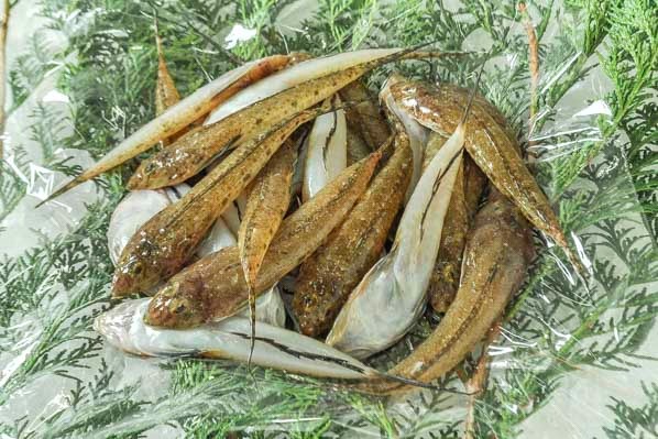 メゴチ 定置網 八面六臂