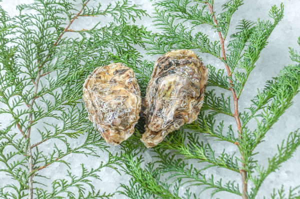 尾崎牡蠣（養殖）（M）