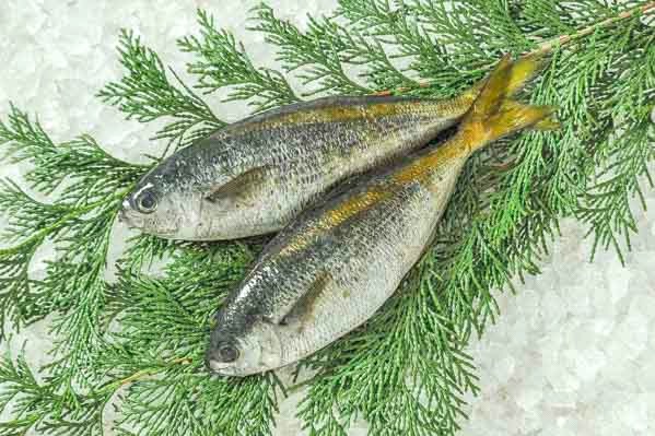 タカベ 八面六臂