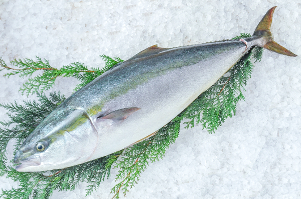 ブリ（釣物）