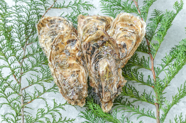 尾崎牡蠣（養殖）（約130-200gサイズ）（M）