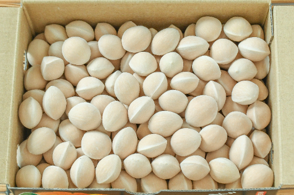 銀杏（M）（九寿）