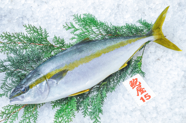 鮑屋　ヒラマサ（神奈川県小田原産）