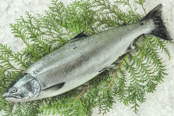 本マス サクラマス 定置網 八面六臂