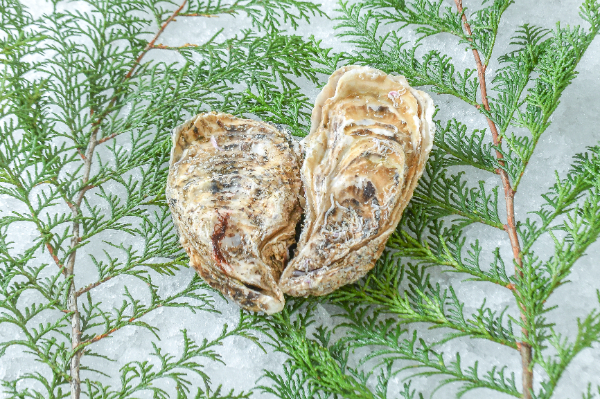 尾崎牡蠣（養殖）（L）