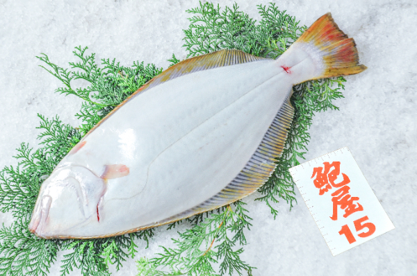 ヒラメ（定置網）