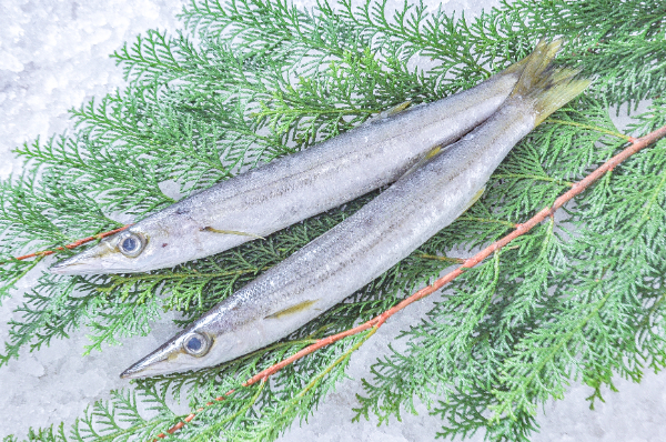 アカカマス（釣物）