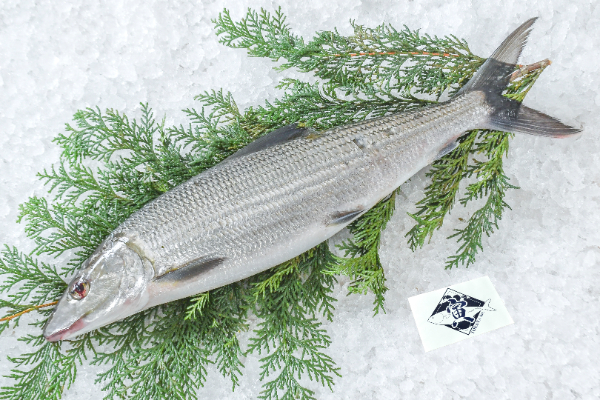 TORAYA　カライワシ（愛媛県宇和島産）