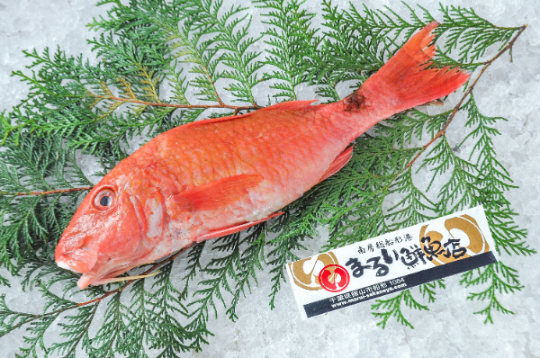 ヒメジ（オジサン）（刺網）