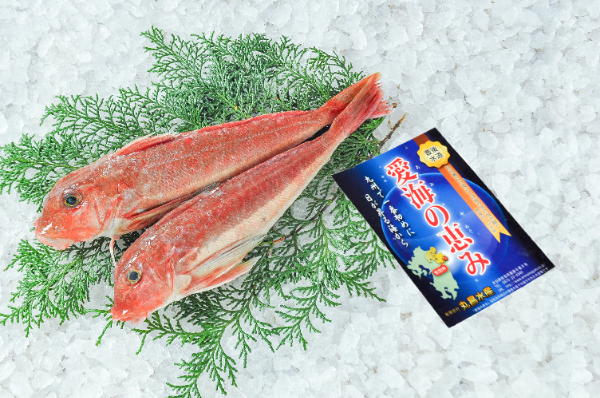 愛海の恵み（丸昌水産）カナガシラ（大分県佐伯産）