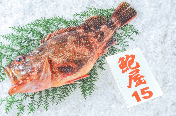 鮑屋　カサゴ（神奈川県小田原産）