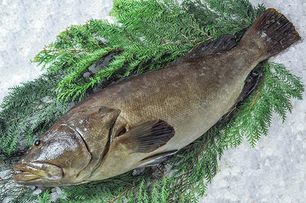 朝〆天然クエ 【業務用食材の仕入れなら八面六臂】