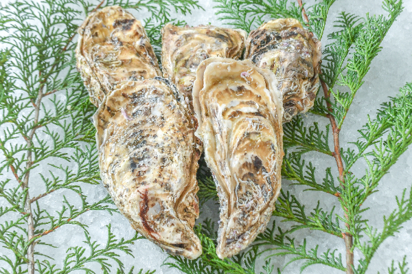 尾崎牡蠣（養殖）（約200-280gサイズ）（L）5個