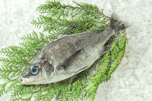 クサカリツボダイ 延縄 八面六臂