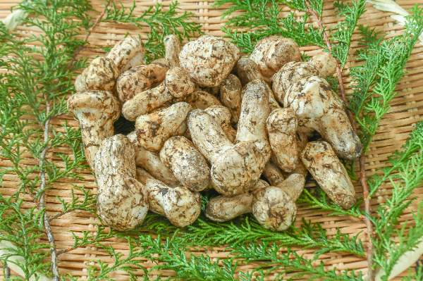 松茸　500gr