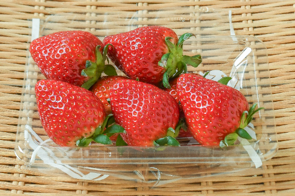 ほしうらら（A）