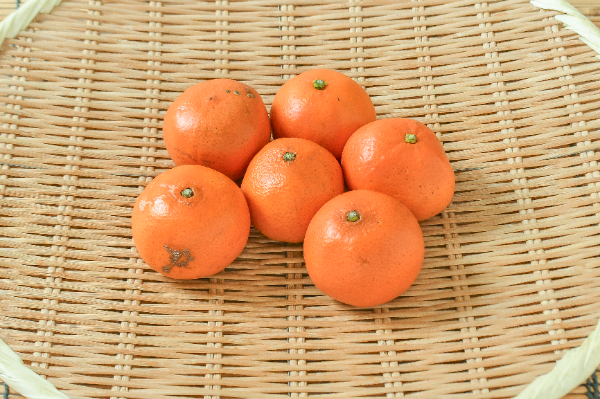 みはや（S）（秀）500gr