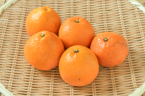 伊予柑（M）（青秀）