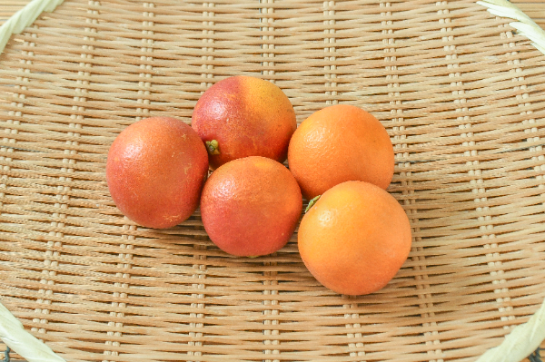 ブラッドオレンジ（M）500gr