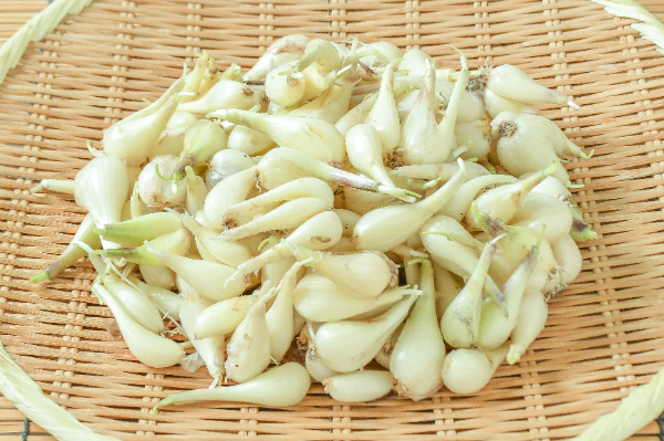 島らっきょう 【業務用食材の仕入れなら八面六臂】