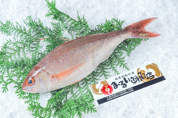 ヒメダイ（オゴダイ）（定置網）