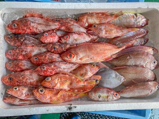 TORAYA　鮮魚BOX（2024.1.29）（愛媛県宇和島産）