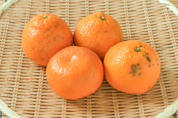 伊予柑（丸秀2L）1kg