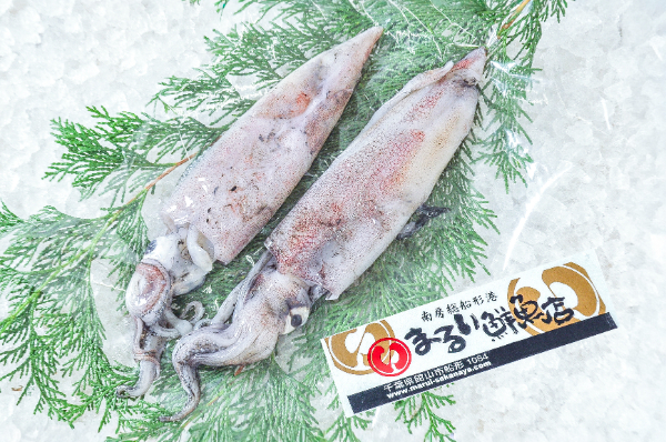 ダルマイカ（ケンサキイカ）（定置網）