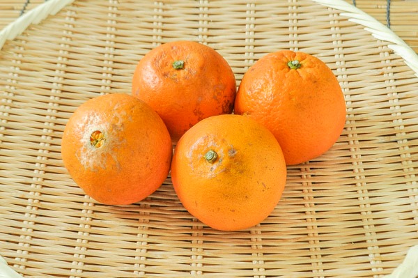 ネーブルオレンジ（2L）1kg