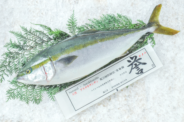 誉ブリ（高知県産）