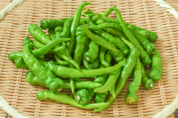 伏見甘長とうがらし（S）（優）500gr