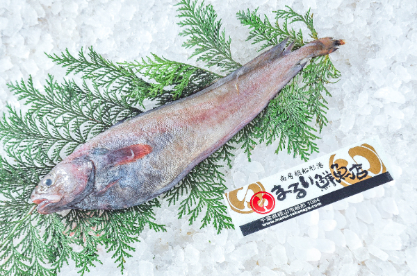 ドンコ（釣物）