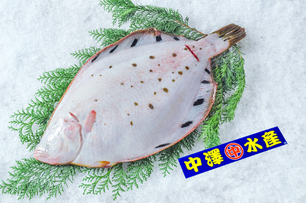 中澤水産　活〆ホシガレイ