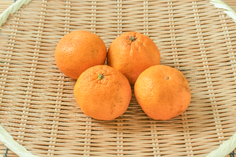 デコポンページ！ 不知火（デコポン）（S）（赤秀） 【業務用食材の仕入れなら八面六臂】