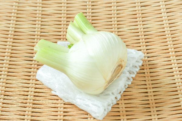 葉なしフェンネル（M）