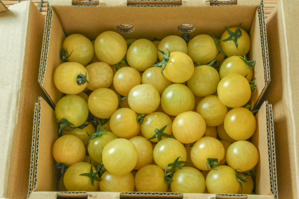 サンシトロン（大）箱1kg