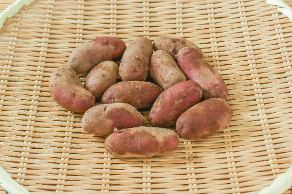 赤ノーザンルビー（S）500gr