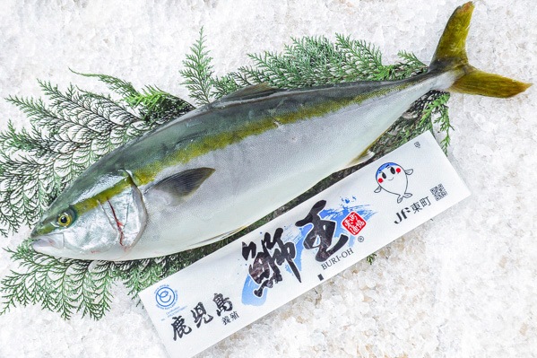 鰤王　ブリ（鹿児島県長島産）