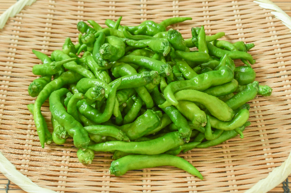 伏見甘長とうがらし（S）（良）500gr