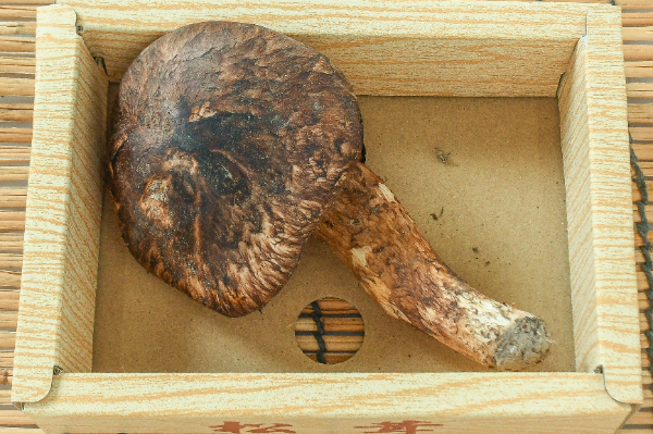 松茸（開き）1入
