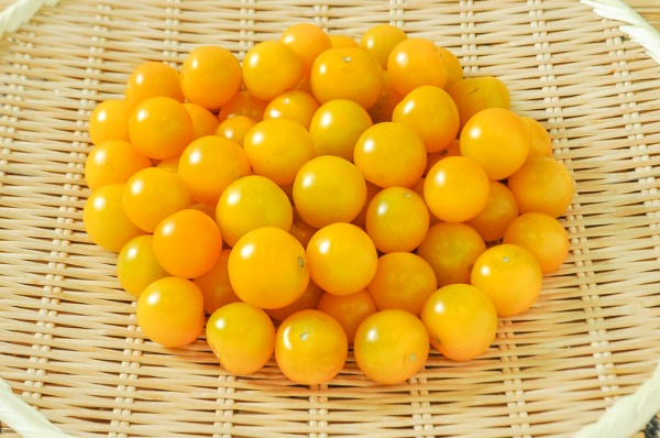 ミニトマト（黄）（M）1kg