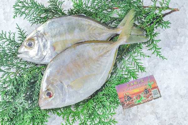 活〆カイワリ（刺網）
