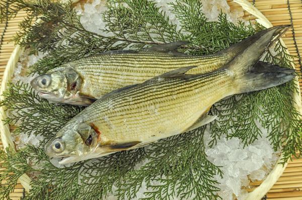 活〆ツバメコノシロ 定置網 八面六臂