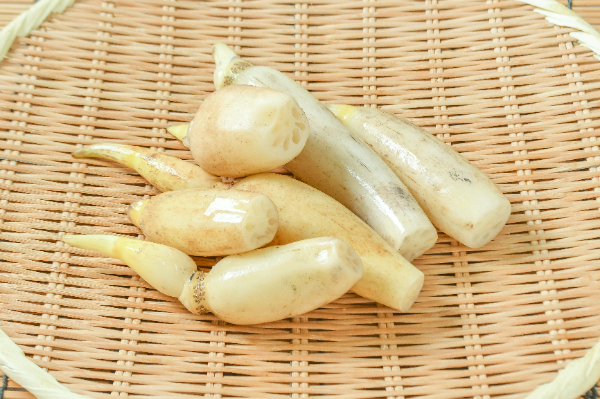 れんこん（3S）500gr