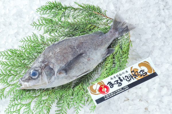 まるい鮮魚店　クサカリツボダイ（千葉県館山市船形産）