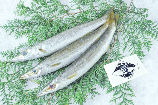 カマス（巻網）